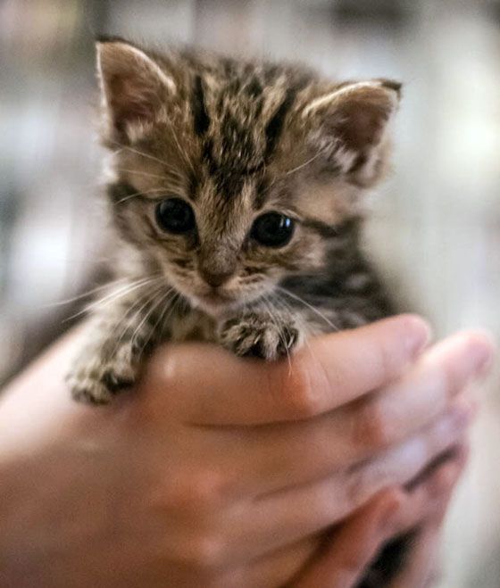 Cute Cat 1